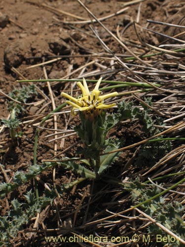 Imágen de Perezia carthamoides (Estrella blanca de cordillera). Haga un clic para aumentar parte de imágen.