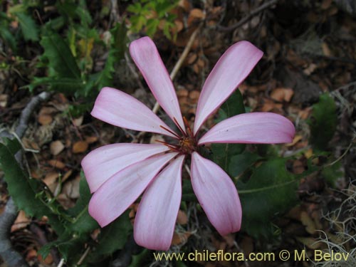 Imágen de Mutisia spinosa (). Haga un clic para aumentar parte de imágen.