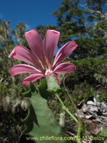 Bild von Mutisia spinosa (). Klicken Sie, um den Ausschnitt zu vergrössern.