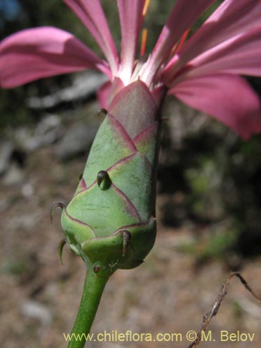 Imágen de Mutisia spinosa (). Haga un clic para aumentar parte de imágen.