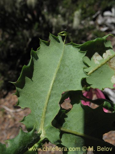 Image of Mutisia spinosa (). Click to enlarge parts of image.