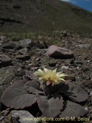 Imágen de Pachylaena atriplicifolia (). Haga un clic para aumentar parte de imágen.