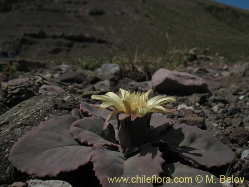 Imágen de Pachylaena atriplicifolia (). Haga un clic para aumentar parte de imágen.