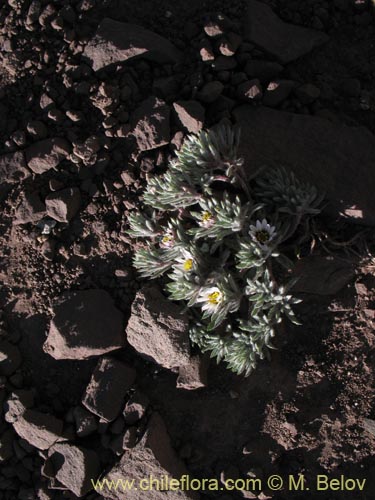 Imágen de Chaetanthera sp. #1344 (). Haga un clic para aumentar parte de imágen.