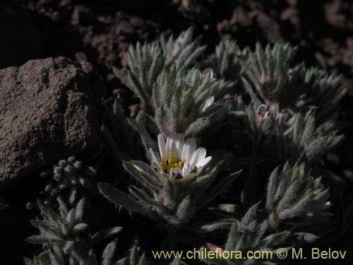 Imágen de Chaetanthera sp. #1344 (). Haga un clic para aumentar parte de imágen.