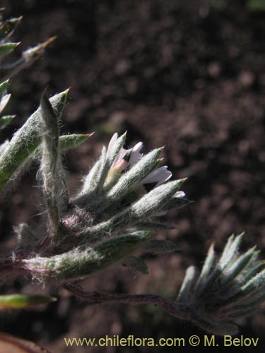 Imágen de Chaetanthera sp. #1344 (). Haga un clic para aumentar parte de imágen.