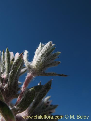 Imágen de Chaetanthera sp. #1344 (). Haga un clic para aumentar parte de imágen.