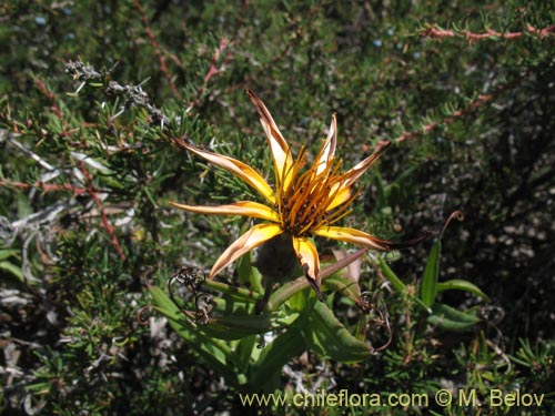 Imágen de Mutisia sp. #1431 (). Haga un clic para aumentar parte de imágen.