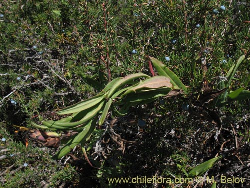 Imágen de Mutisia sp. #1431 (). Haga un clic para aumentar parte de imágen.