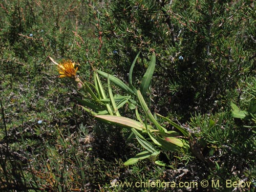 Imágen de Mutisia sp. #1431 (). Haga un clic para aumentar parte de imágen.