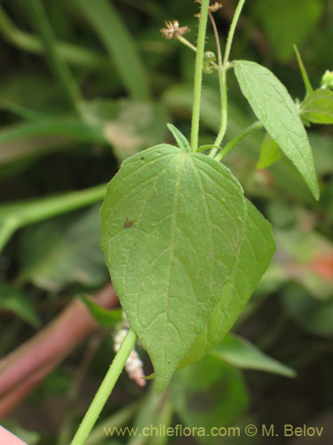 Imágen de Galinsoga parviflora (Pacoyuyo / Pacoyuyo-fino). Haga un clic para aumentar parte de imágen.