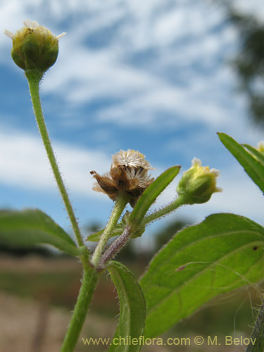 Imágen de Galinsoga parviflora (Pacoyuyo / Pacoyuyo-fino). Haga un clic para aumentar parte de imágen.