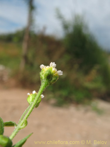 Imágen de Galinsoga parviflora (Pacoyuyo / Pacoyuyo-fino). Haga un clic para aumentar parte de imágen.