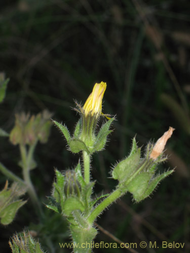 Imágen de Picris echioides (Buglosa / Lechuguilla). Haga un clic para aumentar parte de imágen.