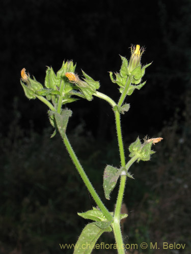 Imágen de Picris echioides (Buglosa / Lechuguilla). Haga un clic para aumentar parte de imágen.