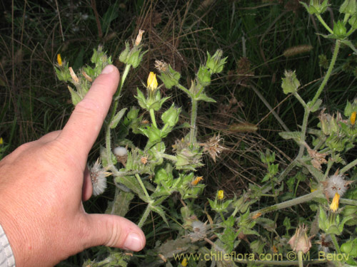 Imágen de Picris echioides (Buglosa / Lechuguilla). Haga un clic para aumentar parte de imágen.