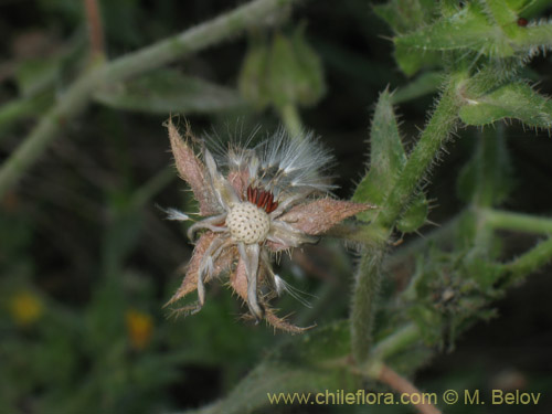 Imágen de Picris echioides (Buglosa / Lechuguilla). Haga un clic para aumentar parte de imágen.