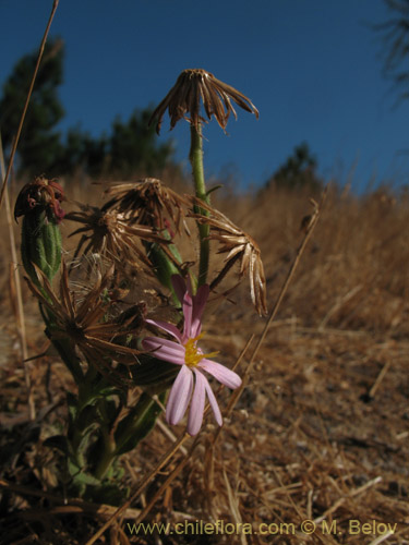 Erigeron gilliesii的照片