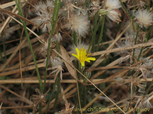 Imágen de Asteraceae sp. #1829 (). Haga un clic para aumentar parte de imágen.