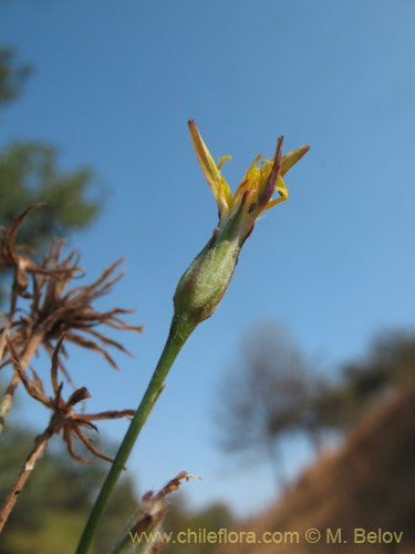 Asteraceae sp. #1829的照片