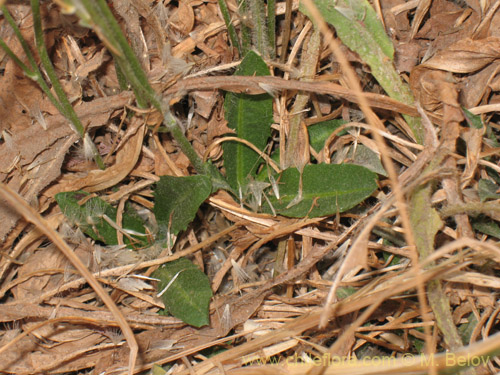 Imágen de Asteraceae sp. #1829 (). Haga un clic para aumentar parte de imágen.