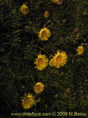 Imágen de Haplopappus sp. #1589 (). Haga un clic para aumentar parte de imágen.