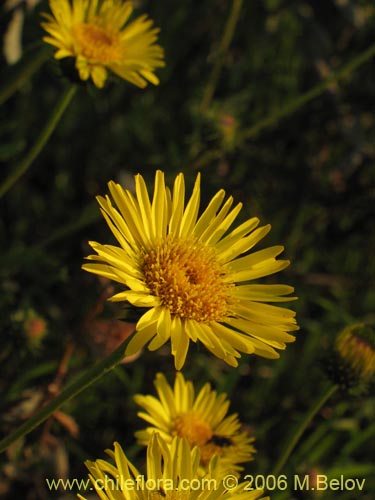 Imágen de Haplopappus sp. #1589 (). Haga un clic para aumentar parte de imágen.