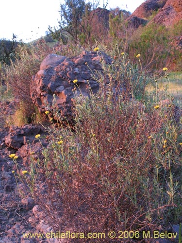 Imágen de Haplopappus sp. #1589 (). Haga un clic para aumentar parte de imágen.