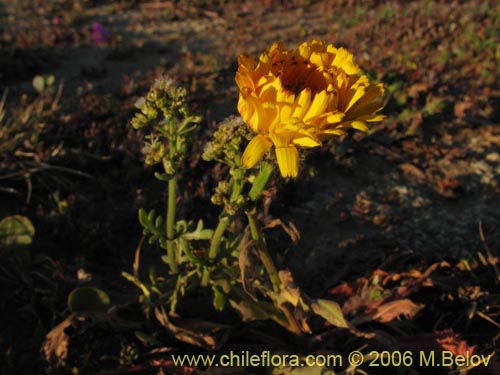 Imágen de Asteraceae sp. #1850 (). Haga un clic para aumentar parte de imágen.