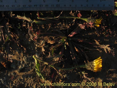 Imágen de Asteraceae sp. #1850 (). Haga un clic para aumentar parte de imágen.