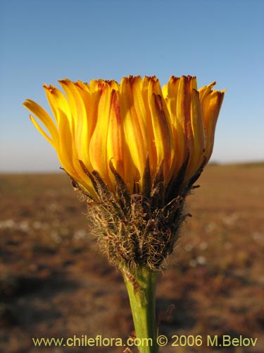 Imágen de Asteraceae sp. #1850 (). Haga un clic para aumentar parte de imágen.