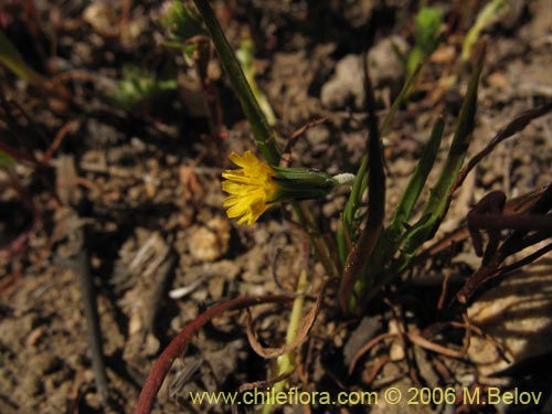 Asteraceae sp. #1884の写真