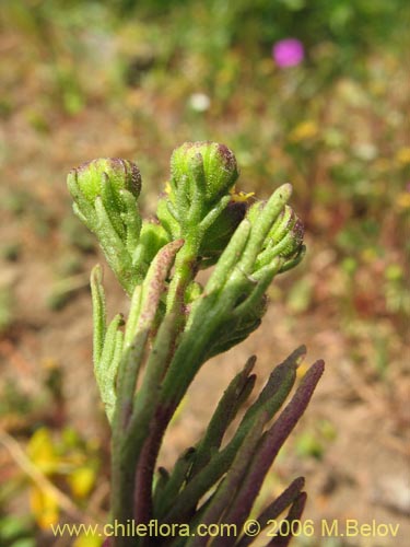 Asteraceae sp. #2379的照片