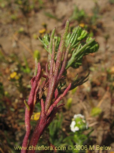 Imágen de Asteraceae sp. #2379 (). Haga un clic para aumentar parte de imágen.