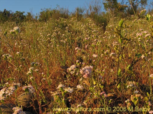 Imágen de Leucheria sp. #1658 (). Haga un clic para aumentar parte de imágen.