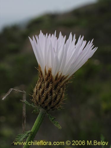 Centaurea floccosa的照片