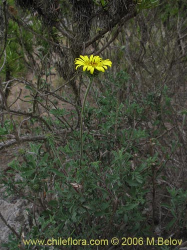 Imágen de Asteraceae sp. #1886 (). Haga un clic para aumentar parte de imágen.