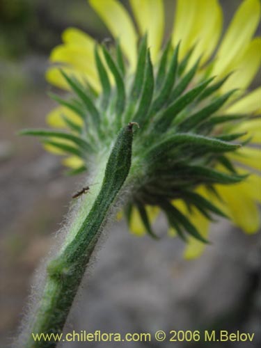 Imágen de Asteraceae sp. #1886 (). Haga un clic para aumentar parte de imágen.