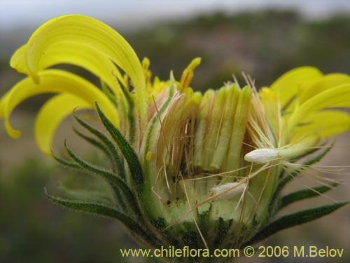 Imágen de Asteraceae sp. #1886 (). Haga un clic para aumentar parte de imágen.