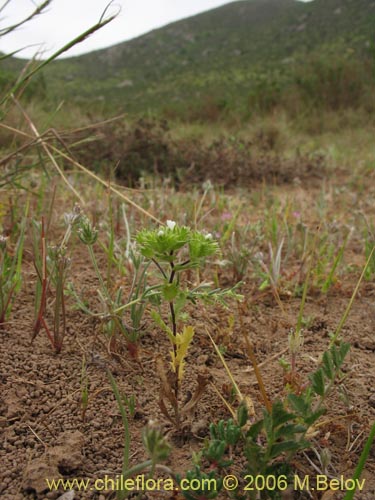 Imágen de Triptilion gibbosum (). Haga un clic para aumentar parte de imágen.