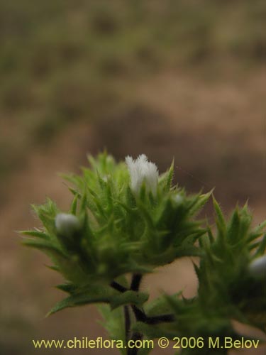 Imágen de Triptilion gibbosum (). Haga un clic para aumentar parte de imágen.