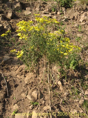 Imágen de Asteraceae sp. #1888 (). Haga un clic para aumentar parte de imágen.