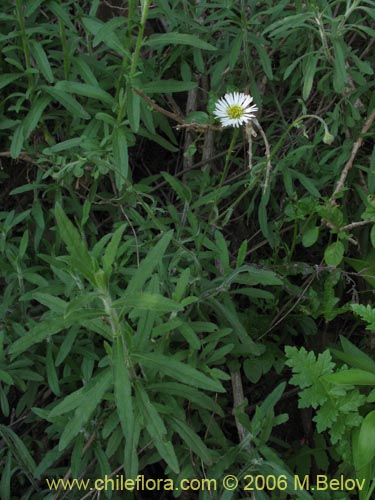 Imágen de Asteraceae sp. #1889 (). Haga un clic para aumentar parte de imágen.