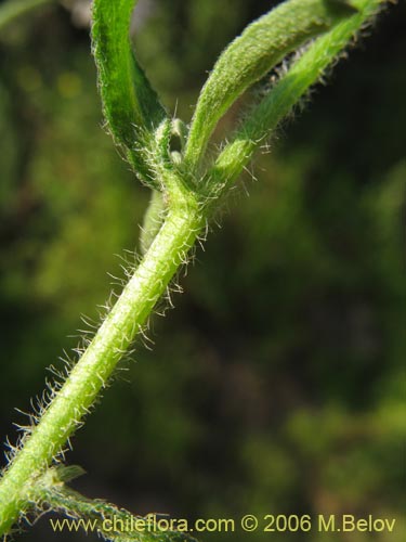 Imágen de Asteraceae sp. #1889 (). Haga un clic para aumentar parte de imágen.