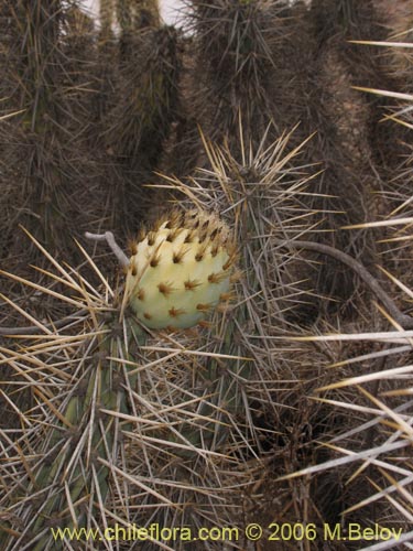 Image of Miqueliopuntia miquelii (Tunilla / Tuna de Miguel). Click to enlarge parts of image.