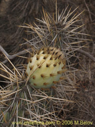 Image of Miqueliopuntia miquelii (Tunilla / Tuna de Miguel). Click to enlarge parts of image.