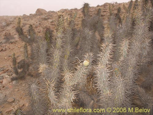 Image of Miqueliopuntia miquelii (Tunilla / Tuna de Miguel). Click to enlarge parts of image.