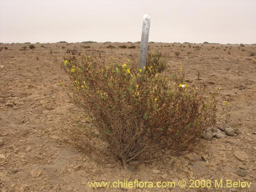 Imágen de Senecio sp. #1606 (). Haga un clic para aumentar parte de imágen.