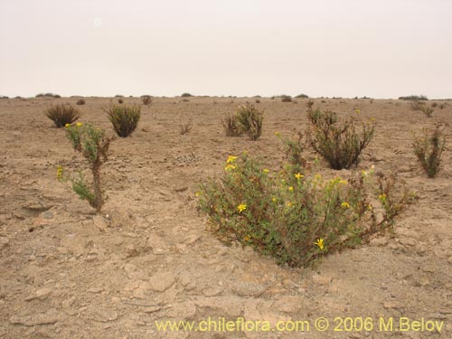 Imágen de Senecio sp. #1606 (). Haga un clic para aumentar parte de imágen.