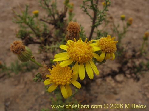 Imágen de Senecio sp. #1606 (). Haga un clic para aumentar parte de imágen.